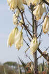 Moundlily yucca